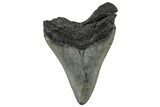 Serrated, Fossil Megalodon Tooth - South Carolina #325733-1